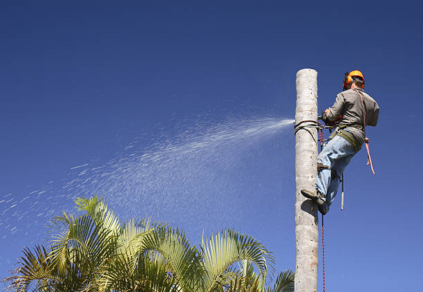 Best Emergency Tree Removal  in Victorville, CA
