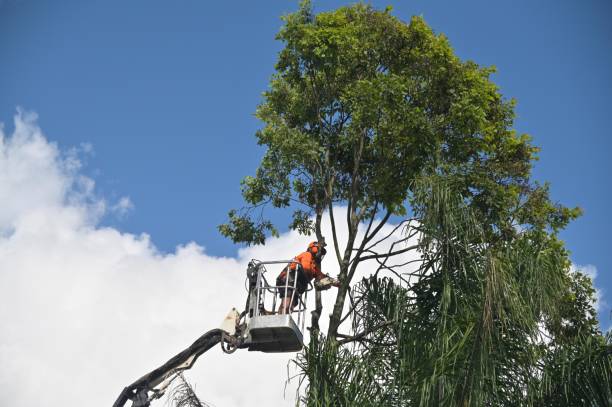 Best Lawn Pest Prevention  in Victorville, CA
