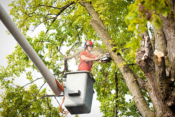 Best Tree Removal  in Victorville, CA